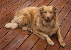 11265695_10206730618573468_870227156_o copy