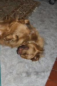 11215633_10206691596397938_949143953_o copy